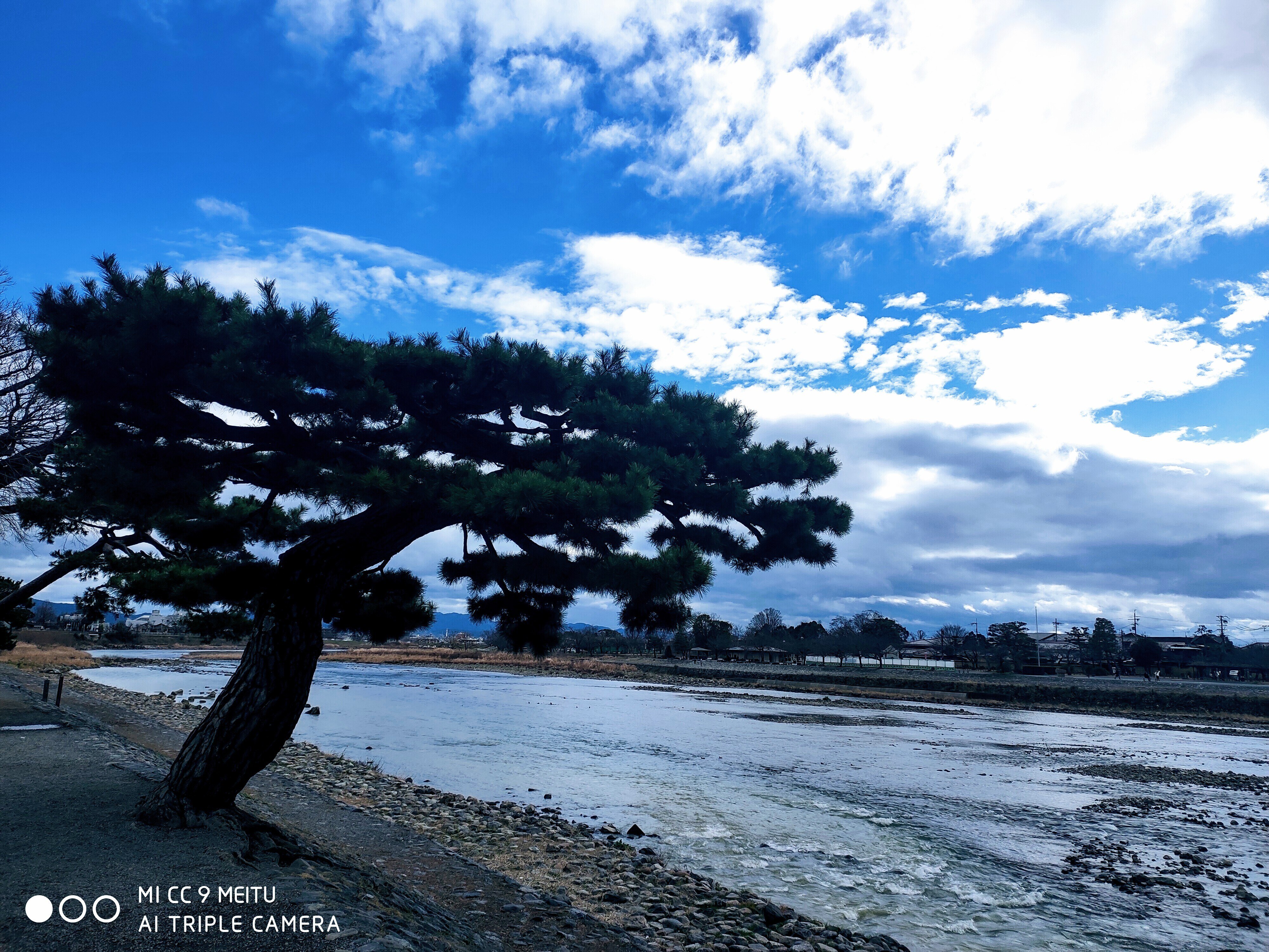 对岸的松