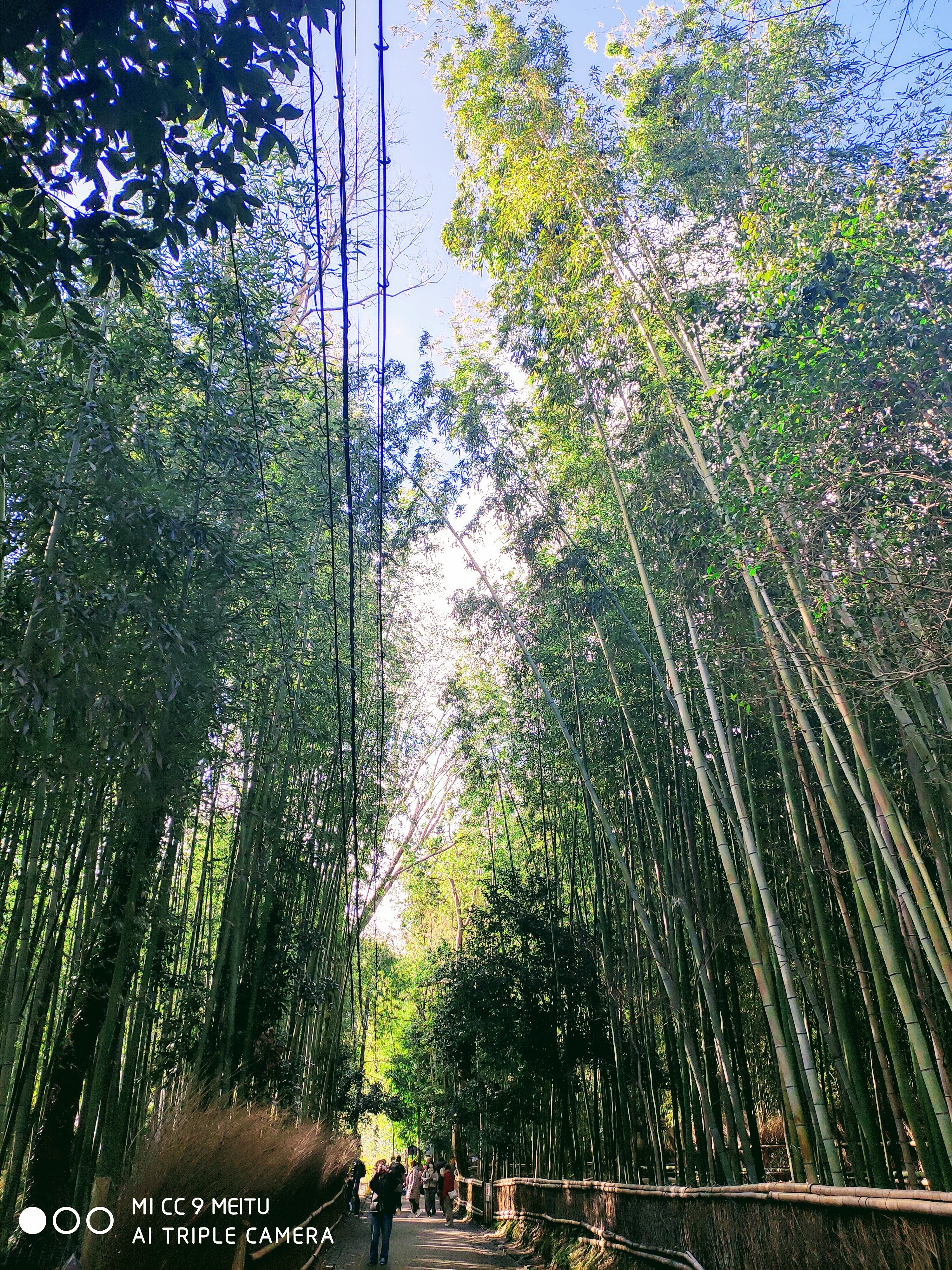 嵯峨野竹林