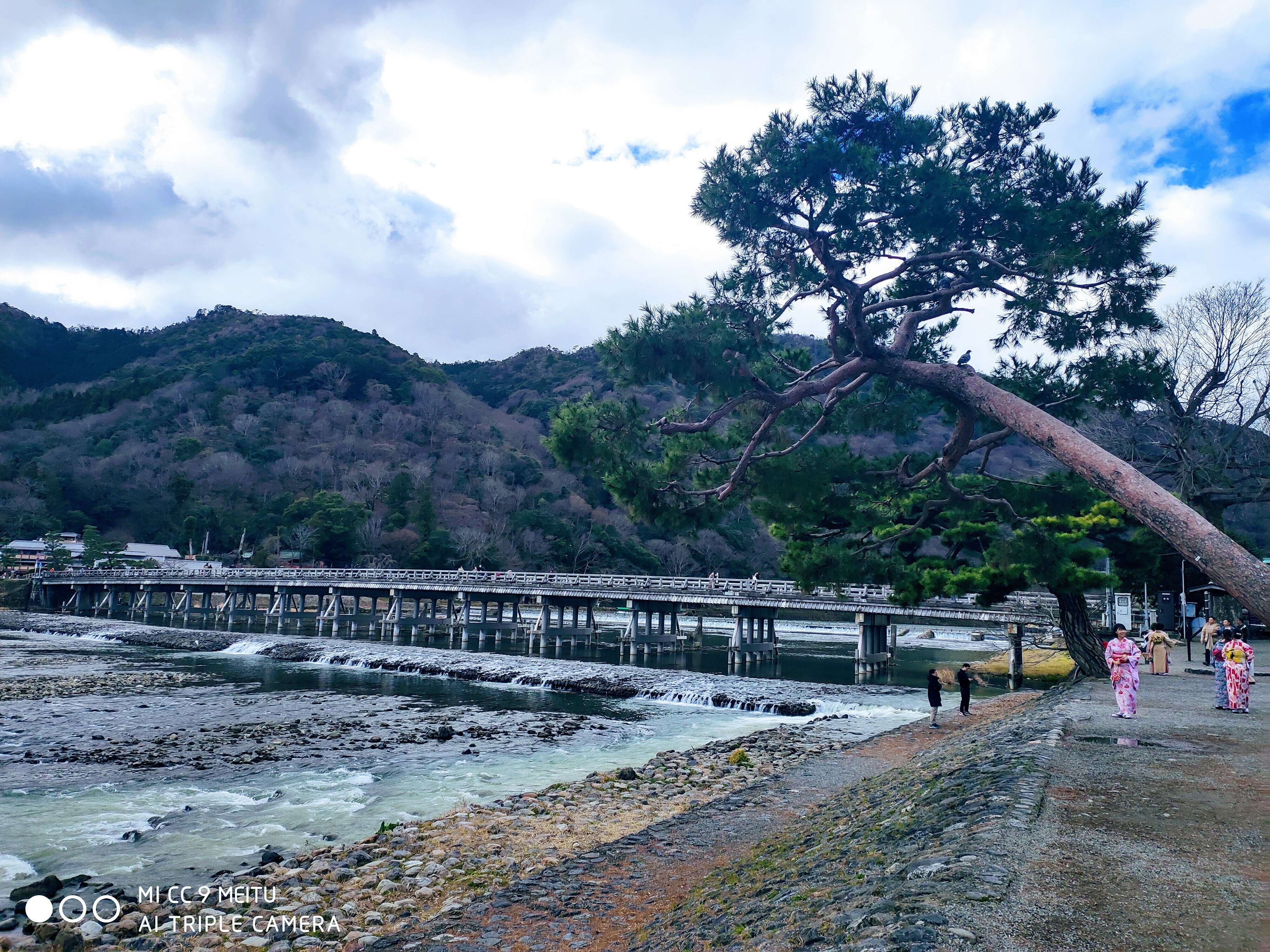北岸的松