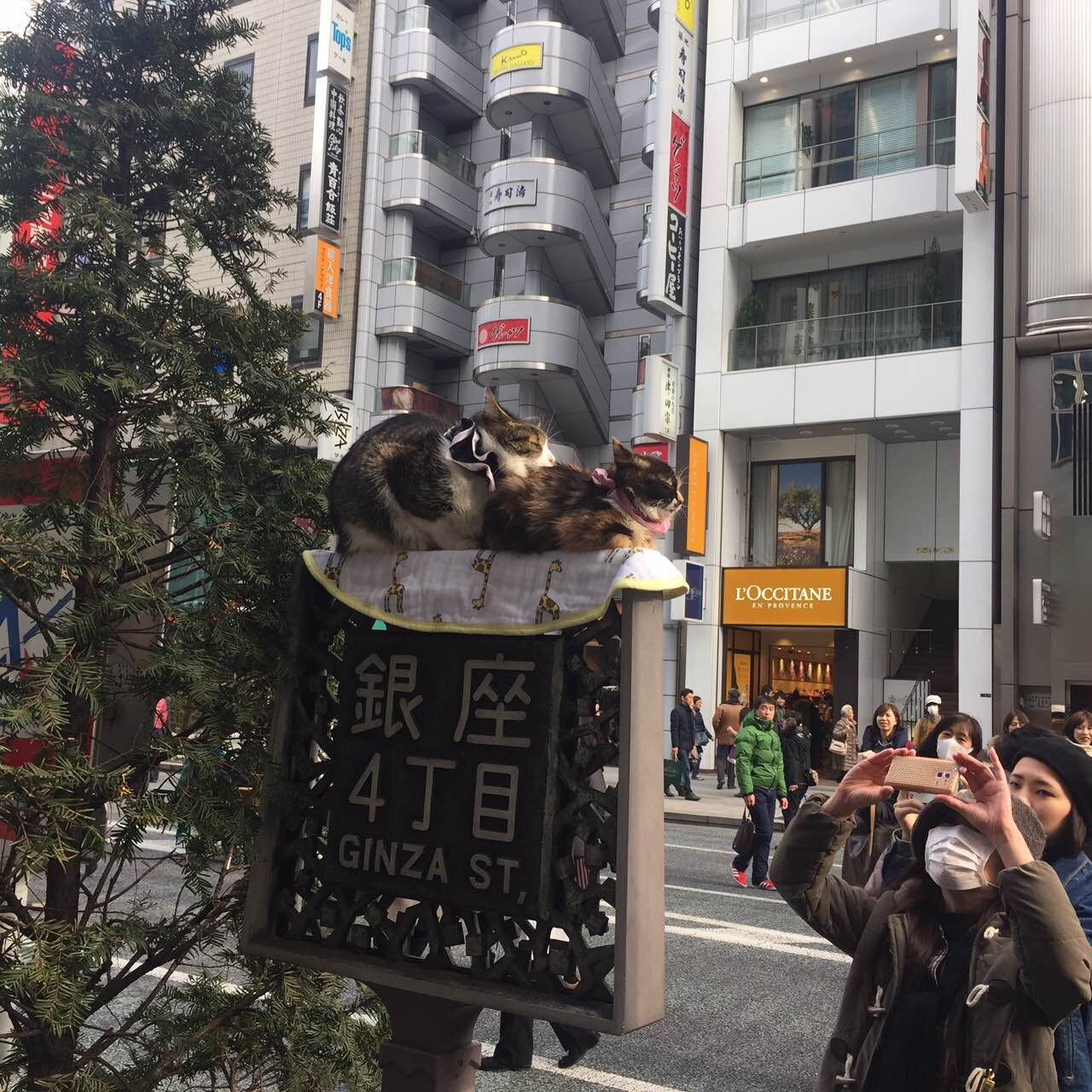 銀座4丁目 · 两只猫